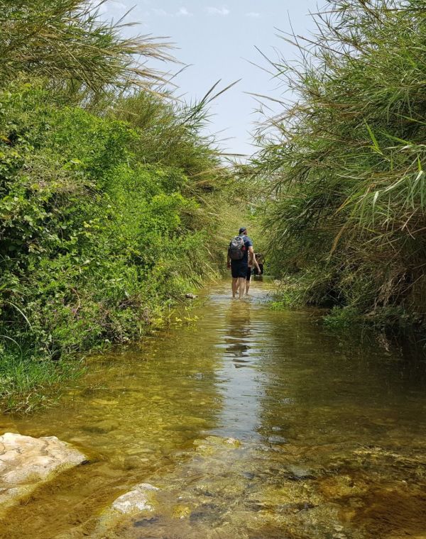 תמונה של עין עמיקם: טבילה צוננת במרחק נסיעה קצר - למטייל בישראל (טיולי)
